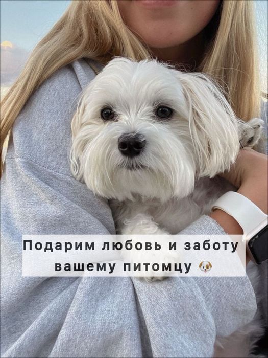 Передержка собак дома