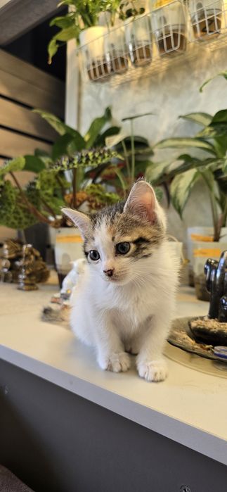 Котёнок девочка 2 месяца