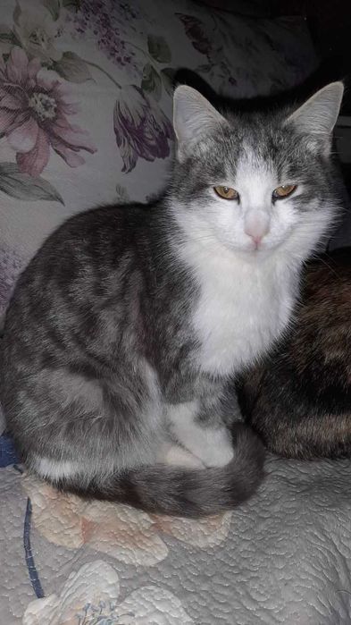 Отдам кошек в добрые руки