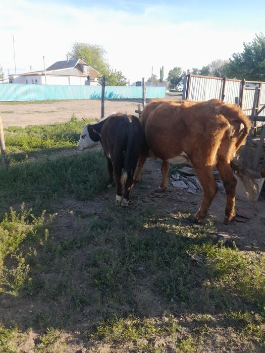 Баспактар сатылады