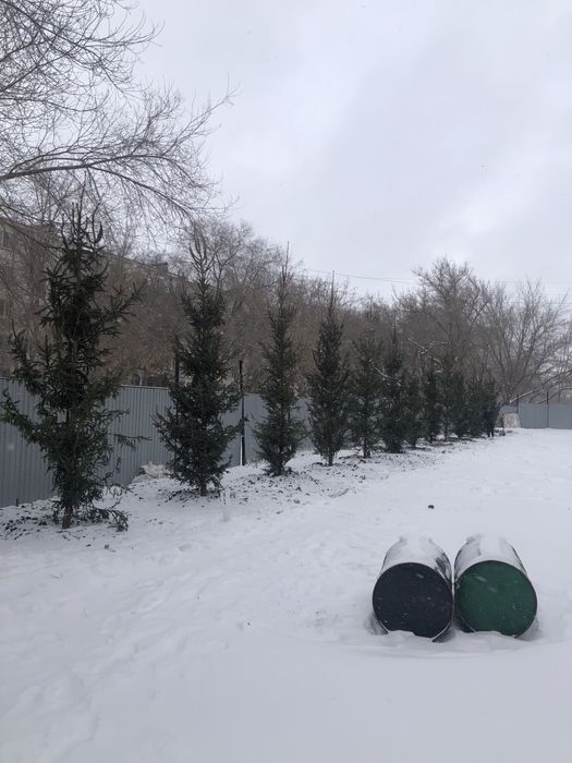 Озеленение територии