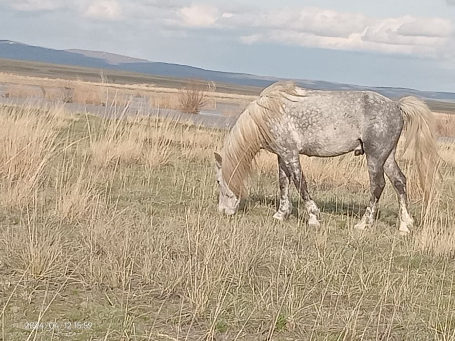 9 жасарлық айғыр сатамын