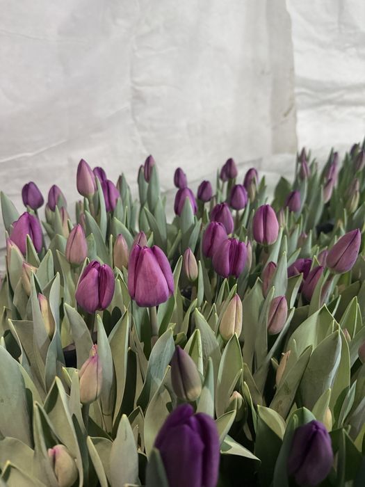 Предзаказ тюльпанов