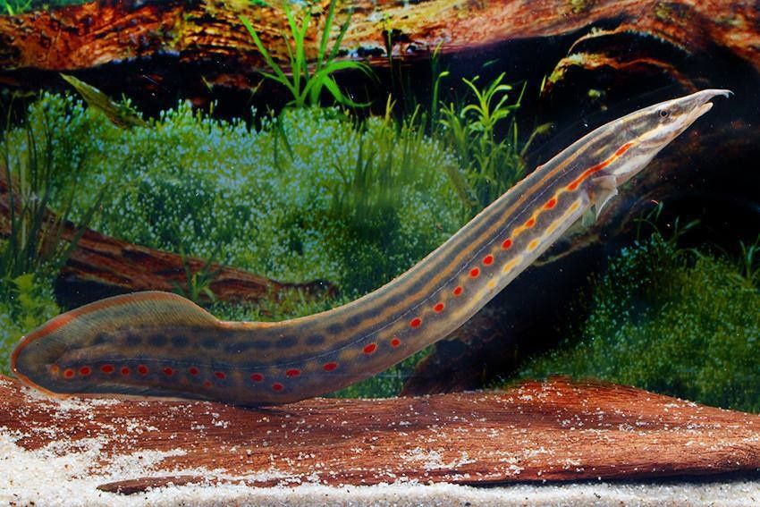 Продается рыбки срочно