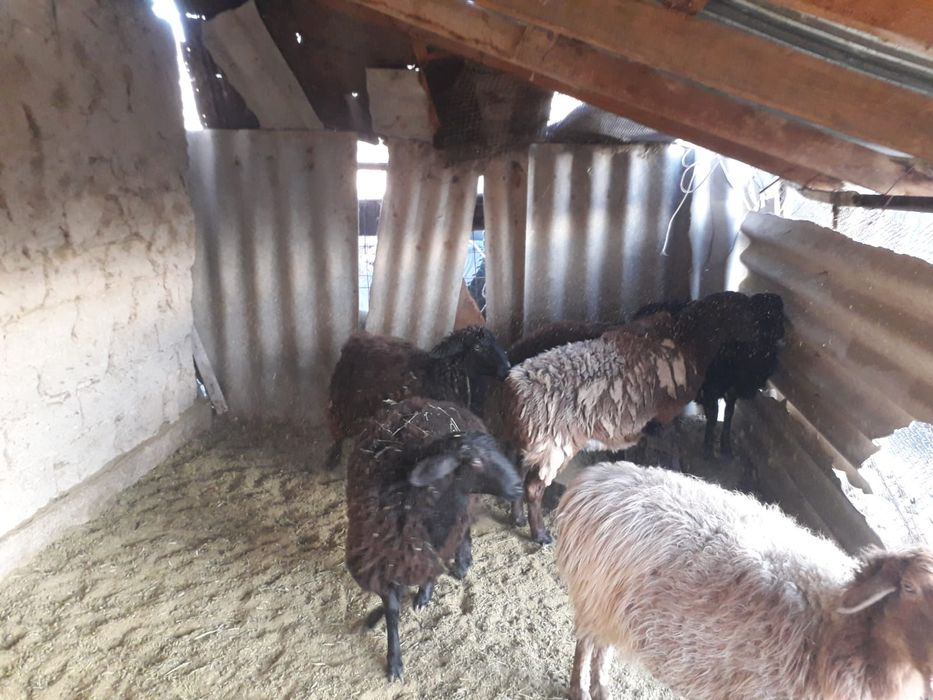 Семиз койлар сатылады