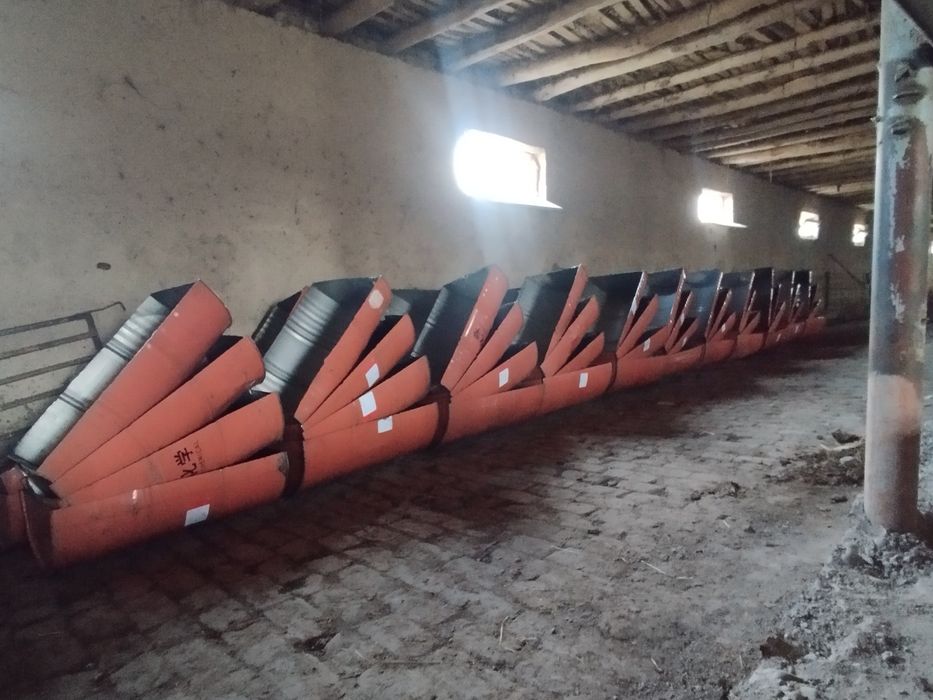 Oxir mollar _ otlar va qoʻylarga