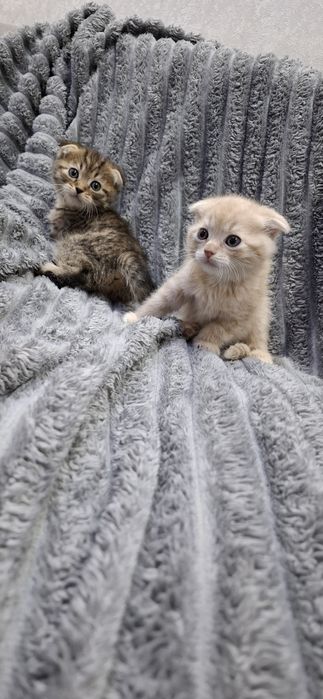 Шотландские девочки котята