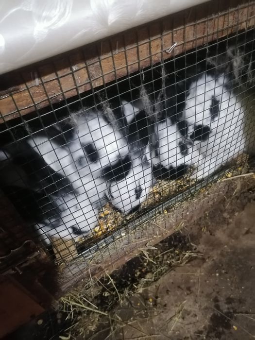 Se vinde iepuroaice cu pui