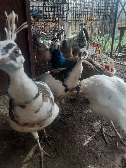 Pui de păun din 2025