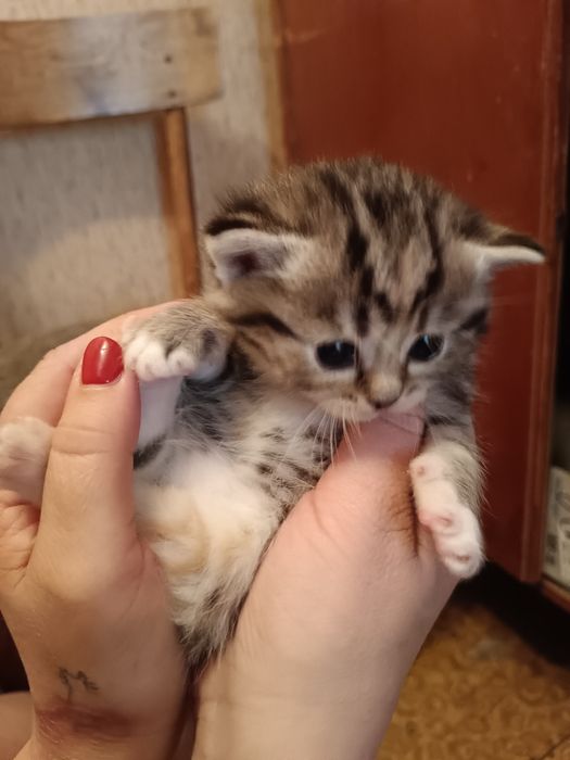 Котята в добрые руки