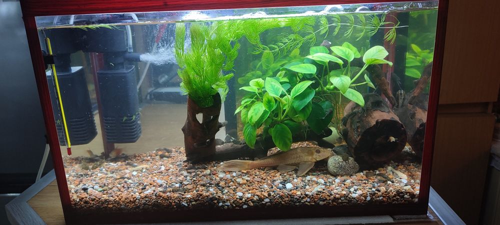 Аквариум (28л). С грунтом, фильтром.