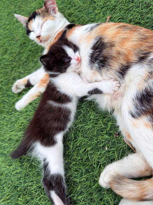 Котята мальчики и девочка в добрые руки
