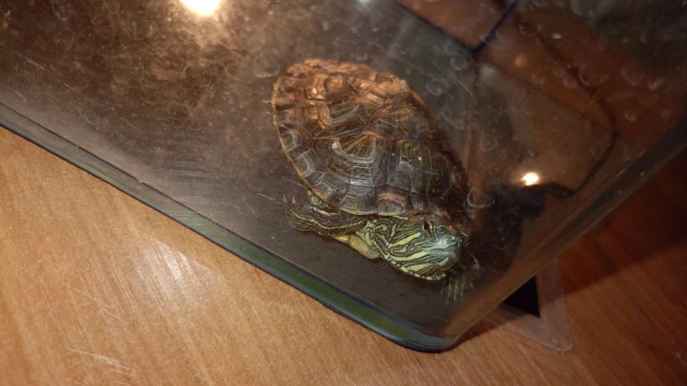 Продам двух черепах красноухих и 5 рыбок