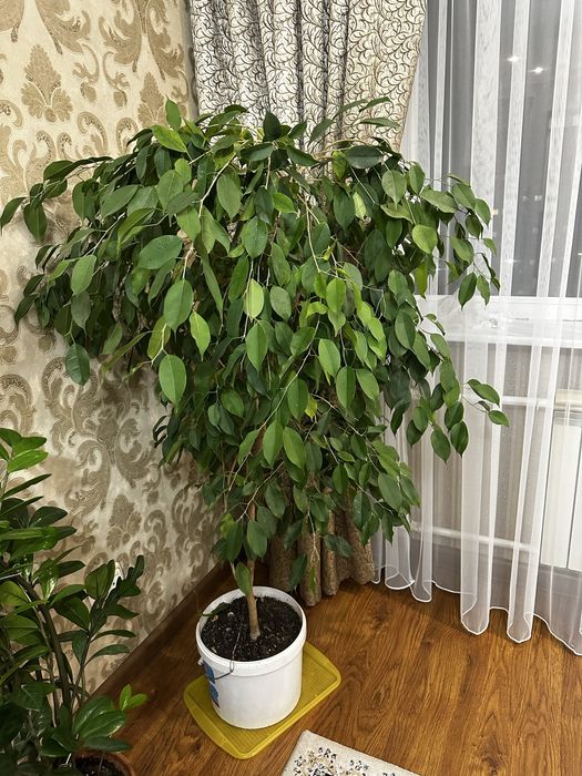 Продам Фикус бенджамина