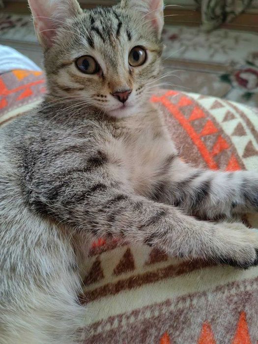 Кошки девочки 2шт