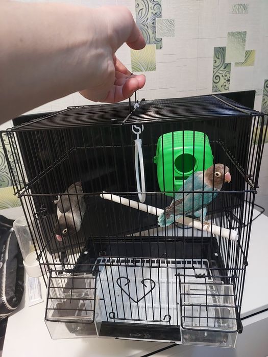 Неразлучники пара клетка корм