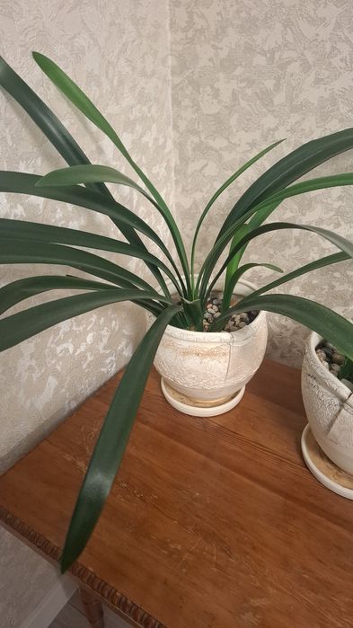 Комнатные цветы разные