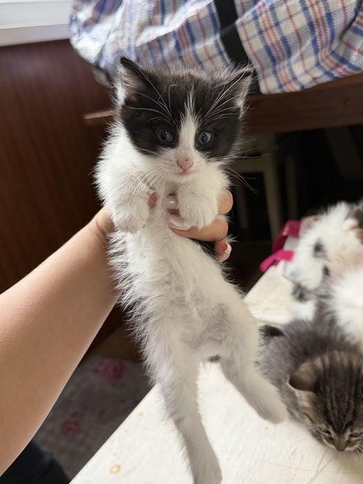Котята в хорошие руки