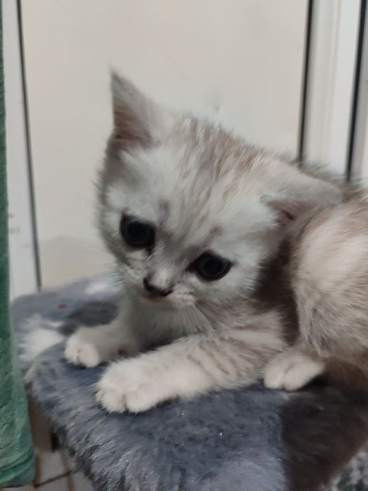 Котенок девочка породы британца