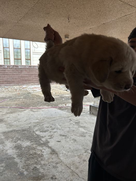 Щенок алабая девочка