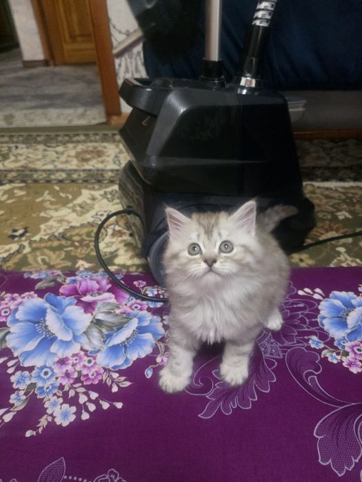 Продаются невские ангорки