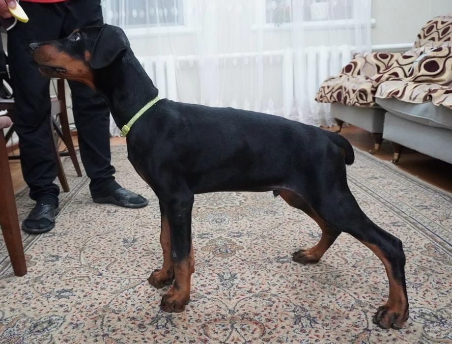 Продам щенков добермана