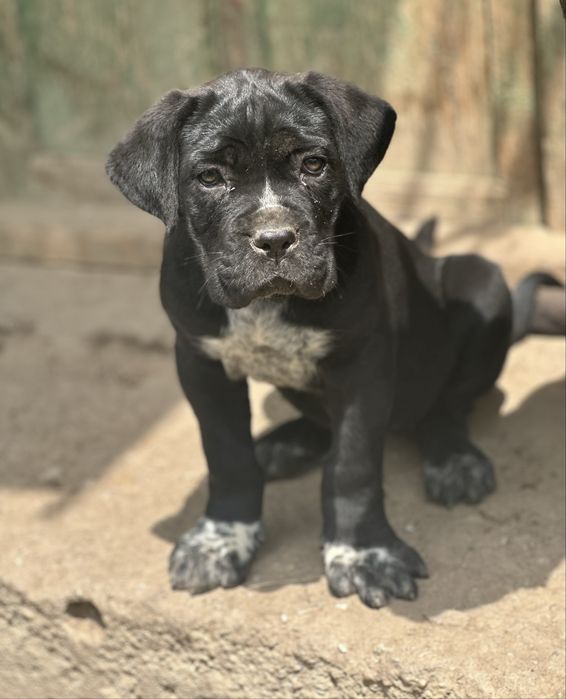 Femela cane corso black