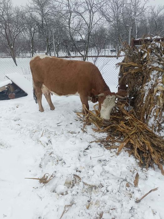 De vânzare vacă cu lapte