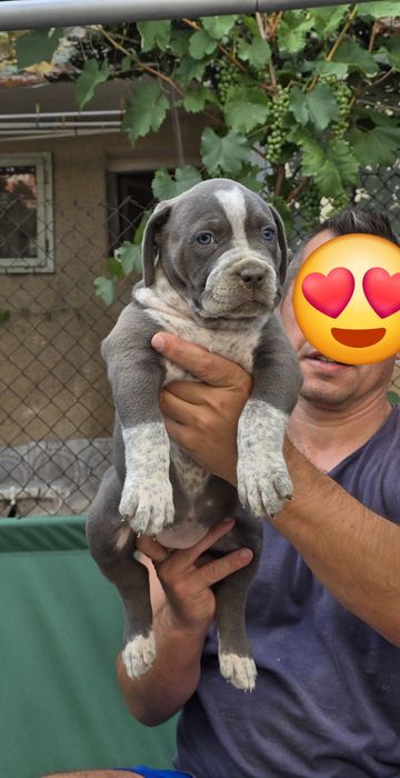 Американско були ХЛ/American Bully XL