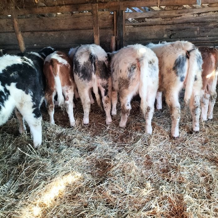 Vând viței înțărcați