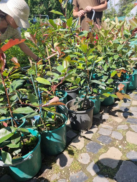 Vand Photinia Red Robin-gard viu deosebit vas de 3-5 litrii anul 4