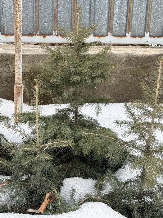 Продам ел. Елки саженцы