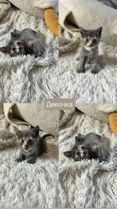 Отдам котят в добрые руки