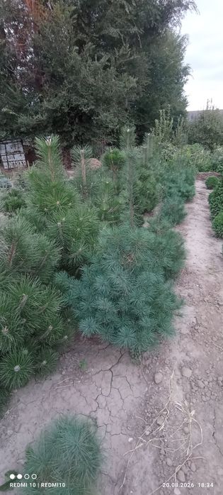 Продажа хвойных растений