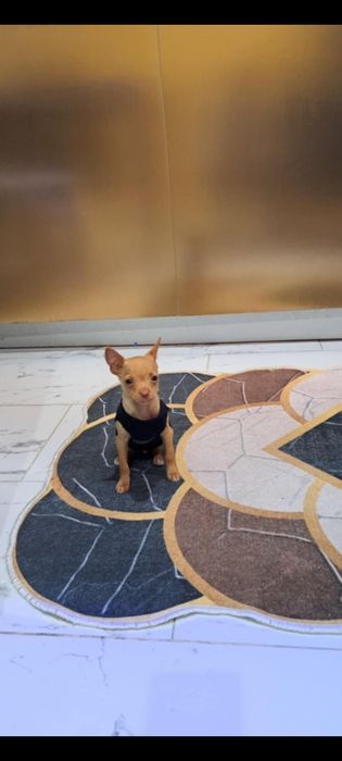 Pincher s vaksina i pasport