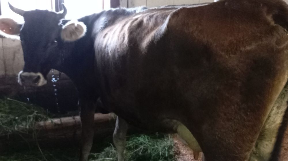 Vând vacă tânără cu lapte bună de ținut