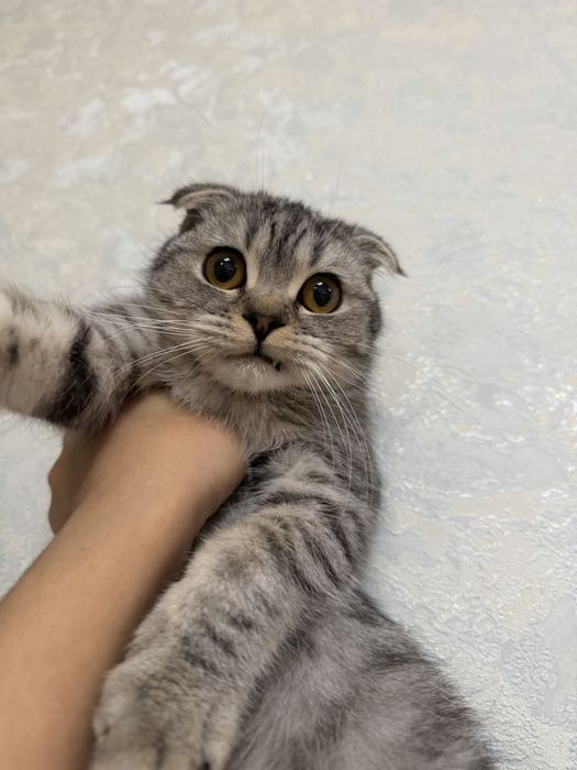 Сотилади скотш фолд