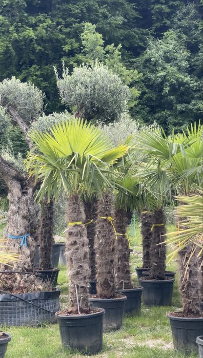 Palmieri Exotici | Trachycarpus, Washingtonia, Chamaerops