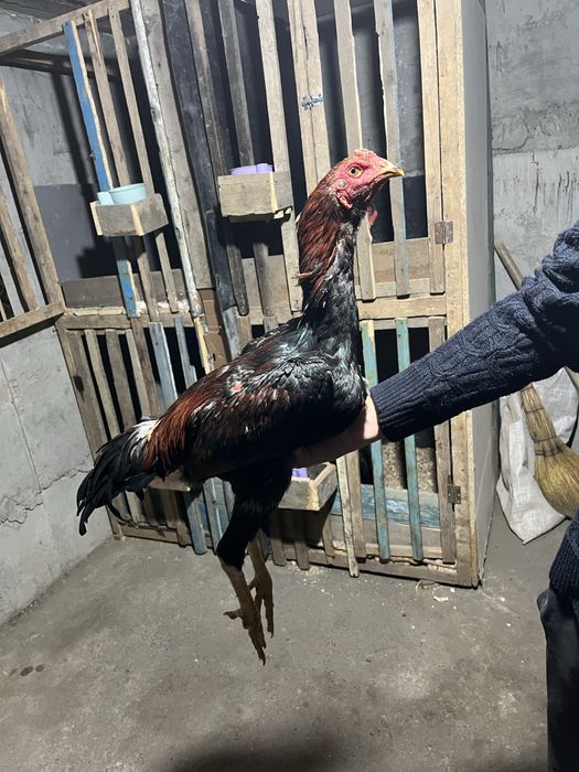 Продам пиушка хоршего