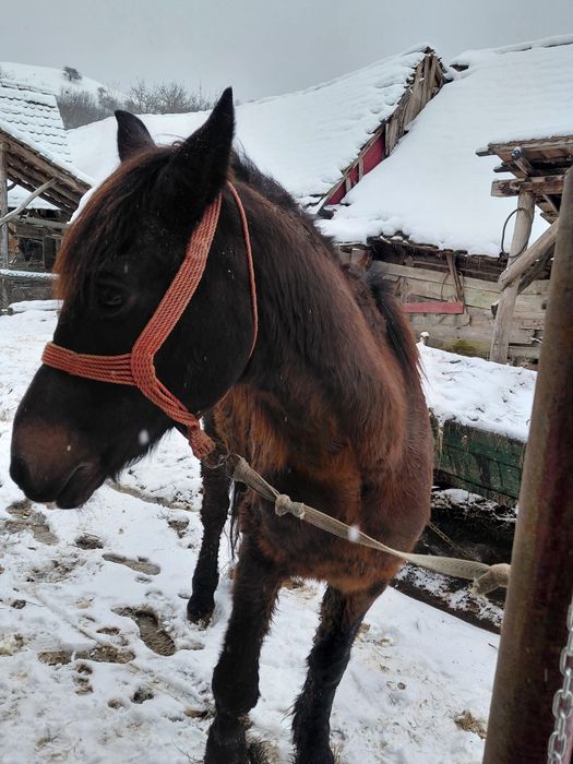 Vând cal garantat la tras