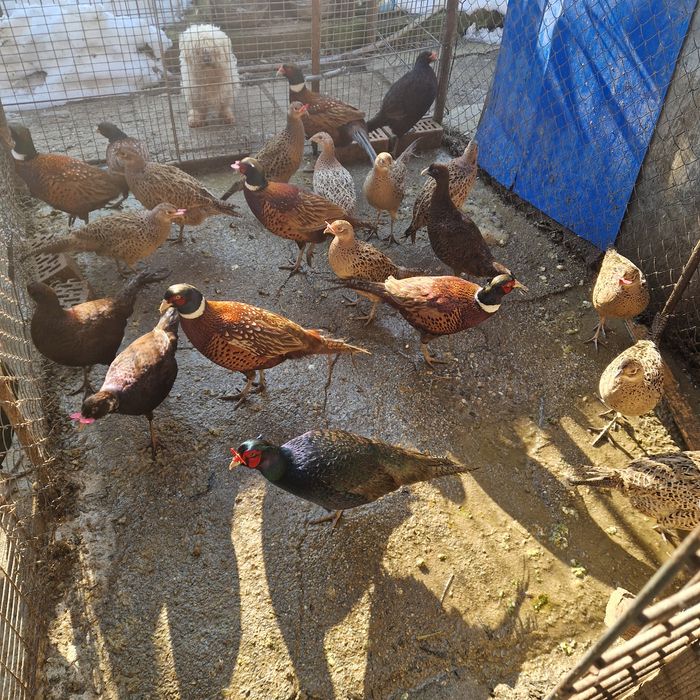 Fazani tenebros,comuni și ornament