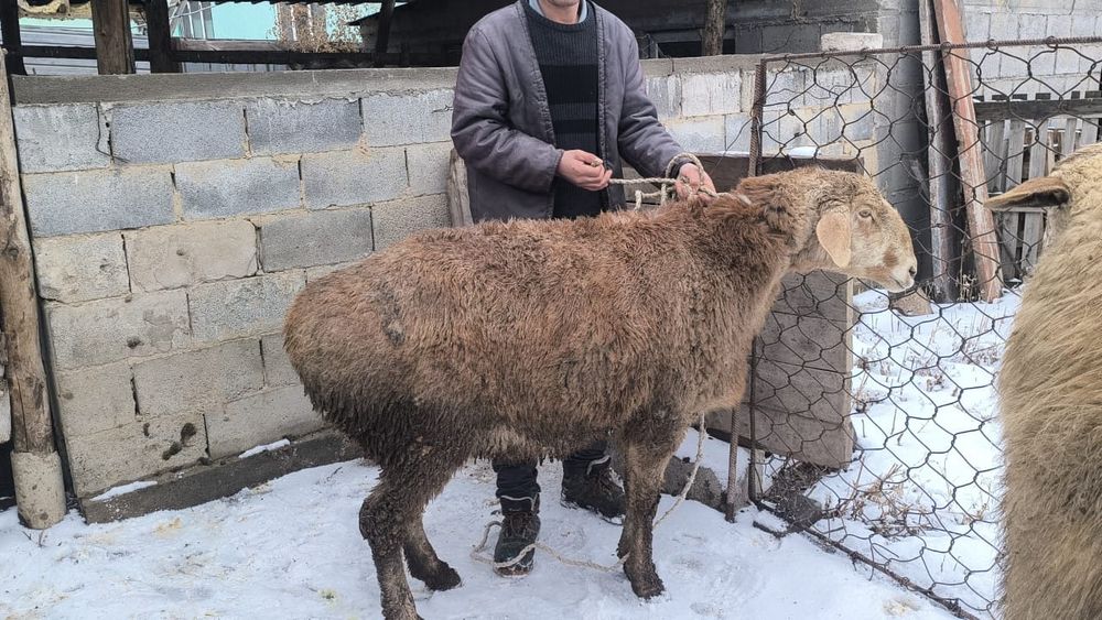 Еркек қой .семіз қой