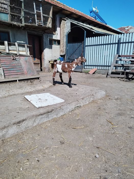 Tapi anglo nubian