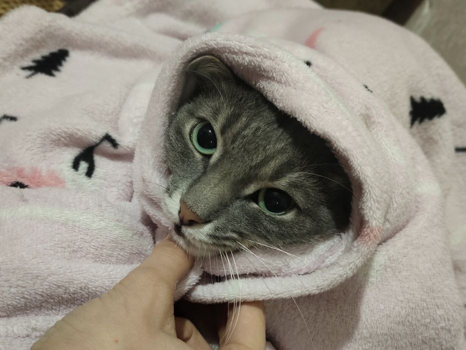 Пропала кошка на автопарке