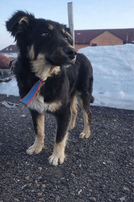 Щенок в добрые руки