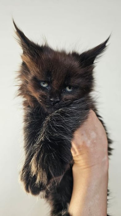 Шикарные Котята Мейн-кун в Рассрочку!