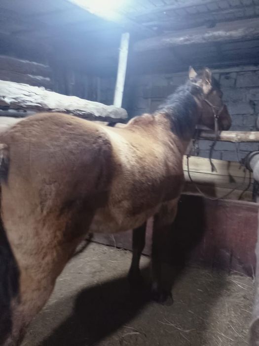 Продам лошадь бие