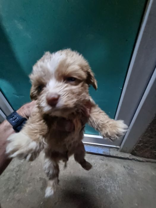 Pui Bichon metis cu Soricar