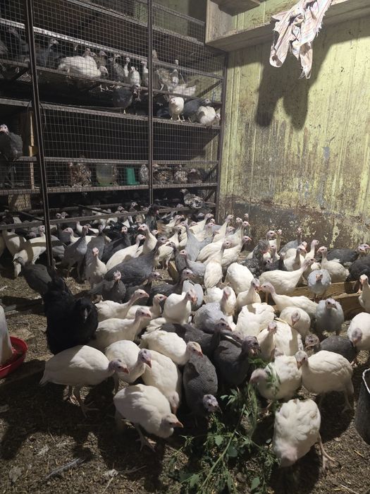 Продаю цесарок разных окрасов