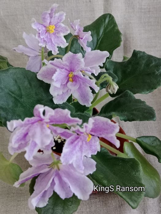 Фиалки сортовые цветущие